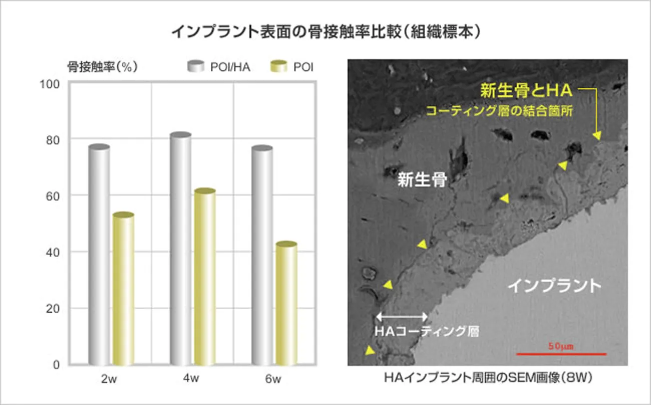 インプラント表面の骨接触率比較グラフおよびHAインプラント周囲のSEM画像