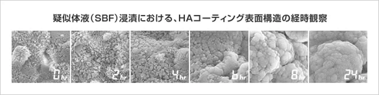 疑似体液（SBF）浸漬におけるHAコーティング表面構造の経時観察